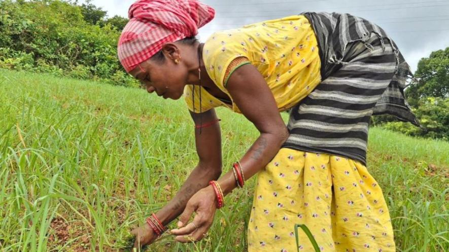 Farmers followed the sky as faithfully as a clock (Photo - Prativa Ghosh, 101Reporters)