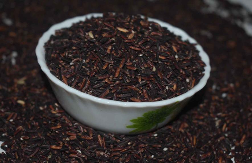  Kalo Nunia paddy.