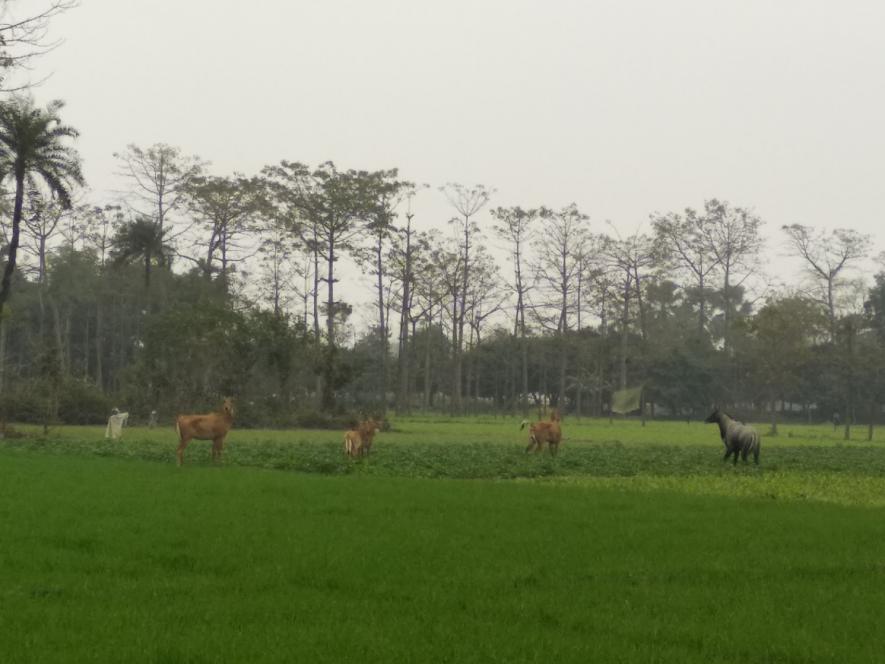 Nilgai_Bihar4.jpg