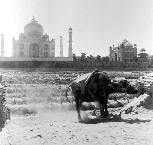 taj-mahal-early-510x483.jpg